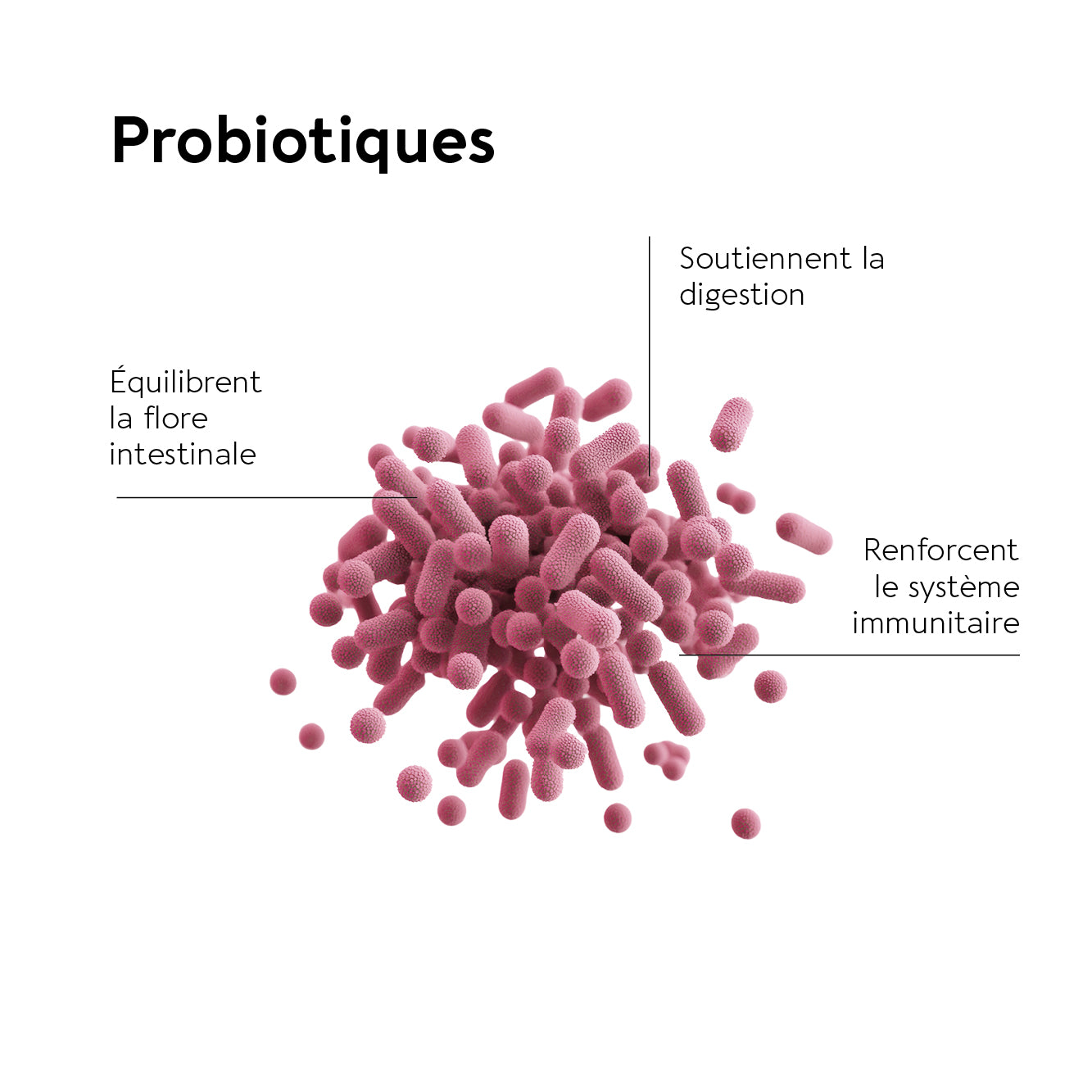 MICROBIOTE DIGESTION